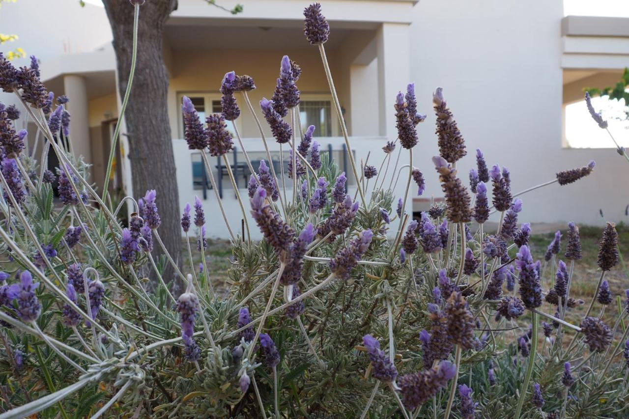 Olive House Villa Malia  Bagian luar foto